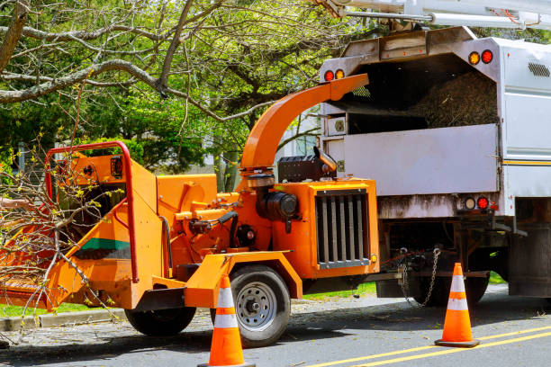 Best Lot and Land Clearing  in Bethlehem, PA